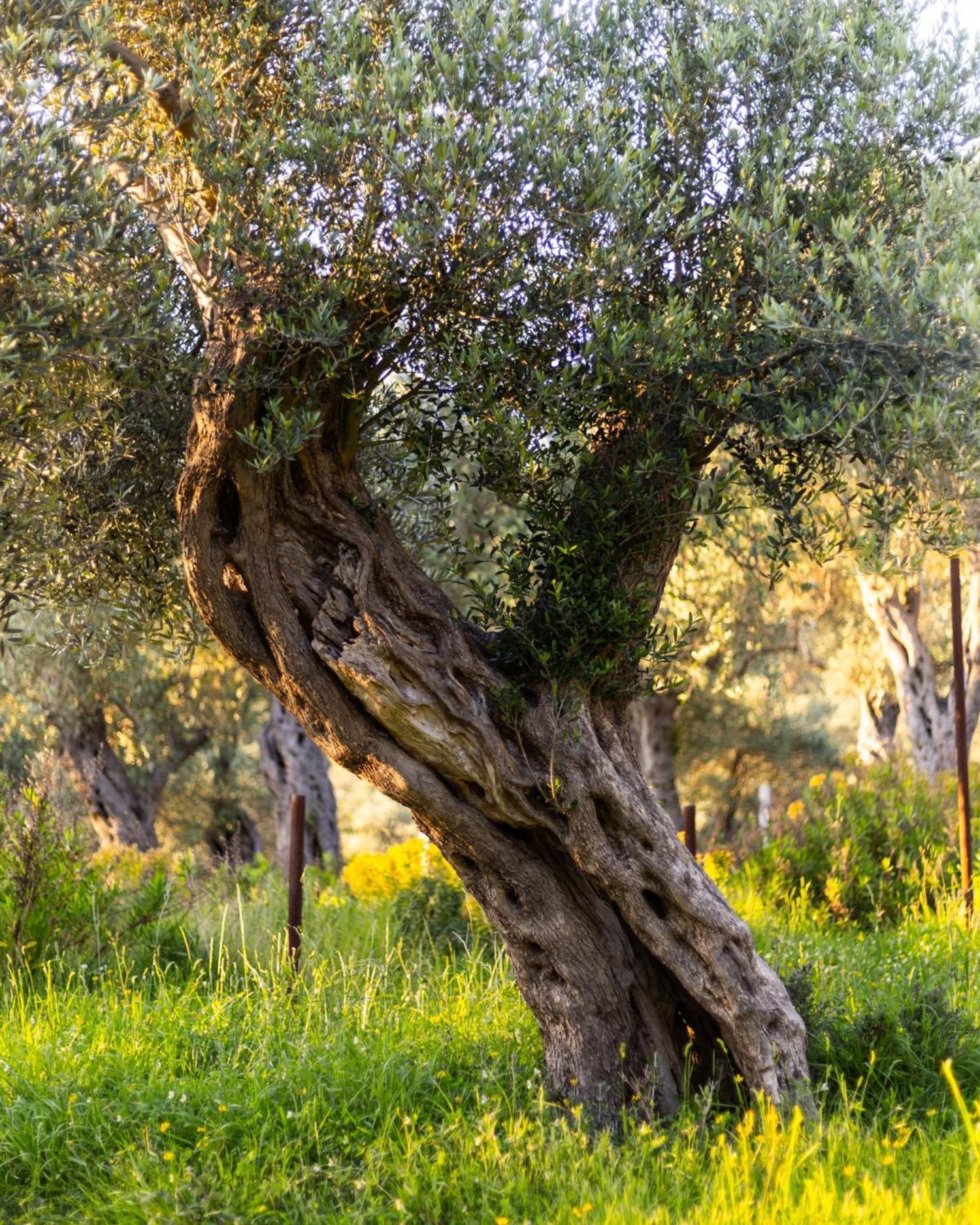 Готель Mashtra - The Olive House Улцинь Екстер'єр фото